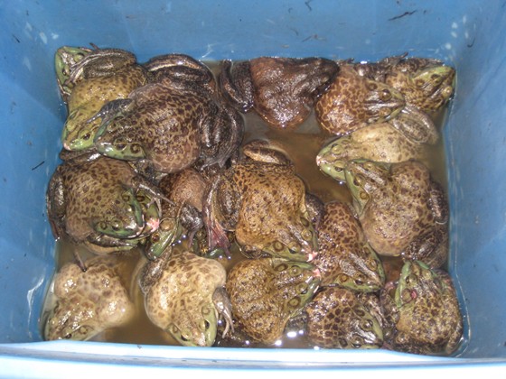 Photography: BUCKET OF FROGS
